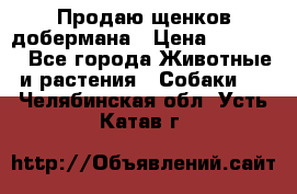 Продаю щенков добермана › Цена ­ 45 000 - Все города Животные и растения » Собаки   . Челябинская обл.,Усть-Катав г.